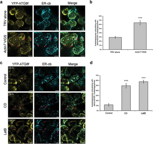 Figure 7. Punctate ER remnants colocalize with autophagic structures in Actin7-silenced plants and 24 h anti-microfilament drug-treated leaves. (a) Representative confocal images showing colocalizations of ER remnants with YFP-ATG8f-labeled autophagic structures (yellow) in Actin7-silenced plants and control plants. ER network was labeled by ER-cb (cyan). Red arrowheads indicate the colocalized structures. Scale bars: 10 μm. (b) Ratio of autophagic structures colocalized with punctate ER remnants to total autophagic structures in Actin7-silenced plants. More than 150 cells were quantified in each treatment. Values are means ± SE from 3 independent experiments. Student’s t test was performed to indicate significant difference (*** p < 0.001). (c) Representative confocal images showing colocalizations of ER remnants with YFP-ATG8f-labeled autophagic structures (yellow) in leaves treated with 20 μM CD or 25 μM LatB for 24 h. Red arrowheads indicate the colocalized structures. Scale bars: 10 μm. (d) Ratio of autophagic structures colocalized with punctate ER remnants to total autophagic structures in drug-treated leaves. More than 100 cells were quantified in each treatment. Values are means ± SE from 3 independent experiments. Student’s t test was performed to indicate significant difference (*** p < 0.001).
