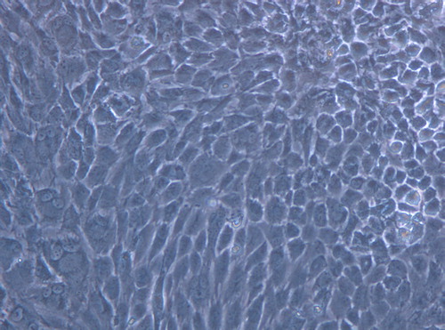 Figure 6. The cells in the control group adhered nearly completely on day 7 after inoculation, the cell morphology was normal (× 200).
