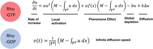 Figure 2. The interconversion of Rho-GTPases between active and inactive forms can be modelled as a reaction–diffusion equation governing the dynamics of the slowly-diffusing activator u and the infinitely-diffusing substrate v.