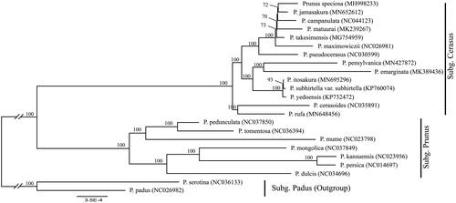 Figure 1. Phylogenetic tree reconstruction of 23 taxa of Prunus sensu lato using ML method. Relative branch lengths are indicated. Numbers near the nodes represent ML bootstrap value. The scientific names of some species are debated.