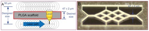 Figure 4 Fabrication strategy for the polylactic-co-glycolic acid scaffold and a scaffold fabricated under laser ablation. (A) Fabrication strategy and (B) fabricated scaffold.Abbreviations: PLGA, polylactic-co-glycolic acid.