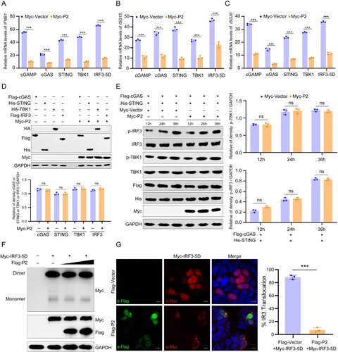 Figure 3. MPXV P2 antagonizes IRF3 nuclear translocation and innate immunity. (A–C) The mRNA levels of IFNB1 (a), ISG15 (b), and ISG20 (c) were determined by RT-q-PCR in HeLa cells transfected with Myc-P2 or Myc-vector plasmid, along with cGAMP, cGAS, STING1, TBK1, or IRF3-5D plasmid for 24 h. (D) The levels of cGAS, STING, TBK1, and IRF3 were detected by immunoblotting in HeLa cells co-transfected with Myc-P2 or Myc-Vector (top). Band intensities were determined by ImageJ software (bottom). (E) The phosphorylation levels of TBK1 and IRF3 were determined by immunoblotting in HEK293 T cells co-transfected with stimulator plasmids Flag-cGAS and His-STING, along with Myc-P2-expressing plasmid or Myc-vector for 24 h (left). Band intensities were determined by ImageJ software (right). (F) The dimerization of IRF3 was determined by immunoblotting in HEK293 T cells co-transfected with stimulator plasmids Myc-IRF3-5D, along with Flag-P2-expressing plasmid or Myc-vector for 24 h. (G) The localization of IRF3 was determined by immunofluorescence microscopy in HEK293 T cells co-transfected with stimulator plasmids Myc-IRF3-5D, along with Flag-P2-expressing plasmid or Flag-vector for 24 h (left), and the translocation percentage was calculated by dividing the number of cells with nuclear Myc-IRF3 by the total number of Myc-positive cells (right). The nuclei were stained with DAPI. Scale bar: 5 µm. Data are shown as mean ± SD. ***P < 0.001 (Multiple t-tests).