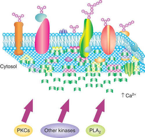 Figure 1. Schematic visualization of annexins as regulators of formation of lipid second messengers interfering with the activity of cytosolic phospholipase A2 (PLA2) and other phospholipases, as well as mediators of the activity of various protein and lipid kinases (including proteins kinase C isoforms) playing regulatory roles in different lipid mediated signaling pathways. The scheme illustrates the idea formulated by Dedman and his co-workers (Kaetzel and Dedman Citation1995, Seaton and Dedman Citation1998) suggesting that upon a rise in intracellular [Ca2+]c annexin monomers (depicted in green), bind initially to certain lipid constituents of the inner leaflet of the plasma membrane, preferably to lipid microdomains enriched either in anionic phospholipids (such as phosphatidylserine, phosphatidylinositol or phosphatidylinositol 4,5-bisphosphate) or to cholesterol and sphingomyelin or ceramides (depicted in the figure in various colors). Then, annexins bound to the membranes interact with each other to form larger arrays on the membrane surface and, therefore, prevent the interaction of phospholipases, other lipid hydrolyzing enzymes, as well as protein and lipid kinases, with their substrates at the membrane. Other explanations are in the text. Redrawn from Kaetzel and Dedman (Citation1995), modified. This Figure is reproduced in color in the online version of Molecular Membrane Biology.