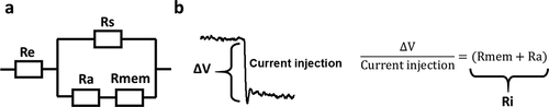 Figure 2. Methodology of Ri calculation. (a) Circuit diagram of the resistances in the patched cell configuration. Electrode resistance (Re) stands in series with the patched cell, whereby the Rs stands in parallel with the Ra and the Rmem, which together form the input resistance Ri. (b) Ri can be calculated, in current clamp mode, from the difference in potential (ΔV) after a current injection (−0.05 nA injected), a representative current recording is shown on the left. Using Ohm’s law and taking into account the circuit represented in panel a, Ri can be calculated as shown on the right