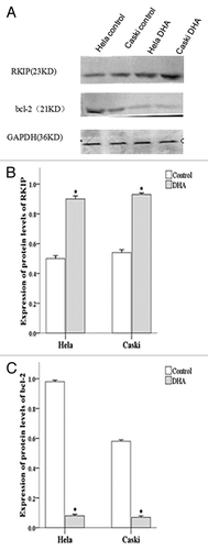 Figure 5. Protein expression of RKIP and Bcl-2 in untreated and DHA-treated Hela and Caski cells. (A) Representative images of western blots protein gels; (B) Protein expression of RKIP normalized to that of GAPDH; (C) Protein expression of bcl-2 normalized to that of GAPDH. *P < 0.05 indicates a significant difference between control and DHA groups for each cell line.