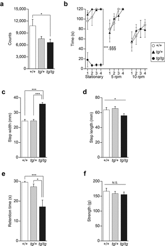 Figure 3. Motor activity and function assessed in tg/+ and tg/tg mice. (a) Spontaneous motor activity in a novel environment (n = 7 for +/+, n = 8 for tg/+, and n = 8 for tg/tg). Note that tg/+ mice, but not tg/tg mice, showed normal motor function. *p < 0.05. (b) Retention time for remaining on the rotating rod (n = 7 for +/+, n = 7 for tg/+, and n = 8 for tg/tg). Note that tg/tg mice showed a significant decrease in locomotor activity and motor discoordination, while the performance of tg/+ mice was comparable to that of +/+ mice. ***p < 0.005 (tg/tg vs +/+) and §§§p < 0.005 (tg/+ vs tg/tg). (c) Step width in the footprint test (n = 7 for +/+, n = 8 for tg/+, and n = 8 for tg/tg). ***p < 0.005. (d) Step length in the footprint test (n = 7 for +/+, n = 8 for tg/+, and n = 8 for tg/tg). *p < 0.05 (genotype effect). (e) Retention time in the hanging test (n = 7 for +/+, n = 8 for tg/+, and n = 8 for tg/tg). tg/tg mice, but not tg/+ mice, showed motor dysfunction. *p < 0.05 and ***p < 0.005. (f) Grip strength in the traction test (n = 7 for +/+, n = 8 for tg/+, and n = 8 for tg/tg). N.S., p > 0.05 (genotype effect). Data represent the mean ± SEM or mean + SEM.