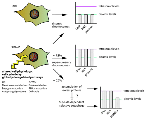 Figure 1. Schematic illustration of the consequences of aneuploidy in human cells.