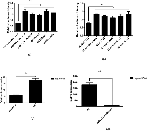 Figure 4. Lnc_13814 serves as a sponge for miRNAs apla-mir-145-4 and apla-mir-25-42