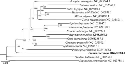 Figure 1. The maximum-likelihood (ML) tree of E. caeruleus and other 14 species within Accipitridae based on the concatenated nucleotide sequences of 13 mitochondrial PCGs. S. serpentarius and P. haliaetus were used as the outgroups.