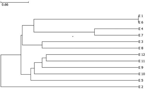 Figure 1. Dendrogram showing the genetic relationship of 12 sorghum genotypes using 22 SSR markers.