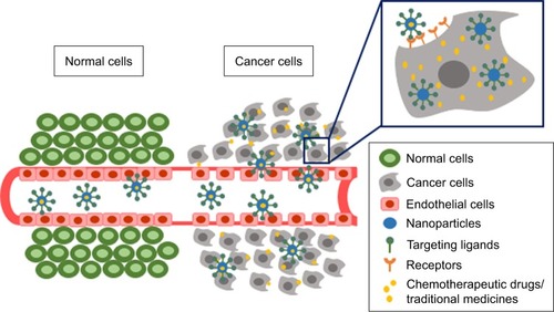 Figure 1 Passive targeting and active targeting mechanisms of nanoparticles.