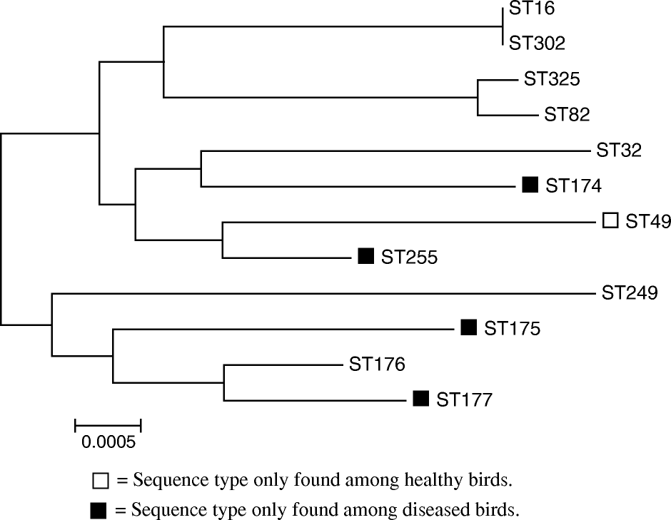 Figure 2.  Phylogenetic relationship between the concatenated sequences of the identified sequence types determined for the isolates of E. faecalis based on the neighbour-joining analysis. Sequence types without labels are found in both healthy and diseased birds.