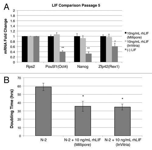 Figure 3. rhLIF efficacy in mouse iPS cells and human neural stem cells. (A) Expression of pluripotency regulators in mouse iPS cells. Mouse primary iPS cells-WP5 (Stemgent) were maintained on 0.1% gelatin-coated 6-well plates without feeder cells in Embryo Max DMEM (Millipore) supplemented with 15% ESC-qualified fetal bovine serum (Hyclone/Thermo), 2 mM L-glutamine (Gibco), 0.1 mM β-mercaptoethanol (Sigma), 0.1 mM MEM non-essential amino acid stock (Gibco), and 1000U mouse leukemia inhibitory factor (LIF, Millipore, ESG1106). qRT-PCR analysis of Pou5f1 (Oct4), Nanog, and Zfp42 (Rex1) on passage 5 in mouse iPS cells cultured in either E. coli-derived rhLIF, rice-derived rhLIF, or without LIF. Mouse iPS cells cultured in either E. coli or rice-derived LIF are indistinguishable in mRNA expression of pluripotency regulators (*P < 0.05; **P < 0.01). (B) Doubling time of human neural stem cells cultured in rhLIF. H9-embryonic-derived neural stem cells were maintained in DMEM/F12, 2 mM Glutamax, 25 ng/mL bFGF and 1% N-2 (Life Technologies) on poly-L-ornithine/laminin-coated (Sigma Aldrich) plates. Cells were plated at a starting density of 0.1–0.2 × 105 viable cells/cm2 in either N-2 growth medium or N-2 growth medium supplemented with 10 ng/mL E. coli or rice-derived rhLIF for 96 h in 48-well plates coated with the same attachment matrix. Cells were harvested by exposure to TrypLE with 1 mM EDTA in DPBS and cells were counted. Doubling time of cells was calculated using the formula LN(2)/µ where µ is equal to LN (final cell density/initial cell density)/1/time (in hrs). Addition of either E. coli or rice-derived rhLIF induced a significant increase in viable cell density after 96 h in H9-derived NSCs (P = 0.0005 and 0.00006, respectively). Data presented is cumulative from 3 experiments, 8 replicates per experiment. Error bars represent standard deviation between assays.