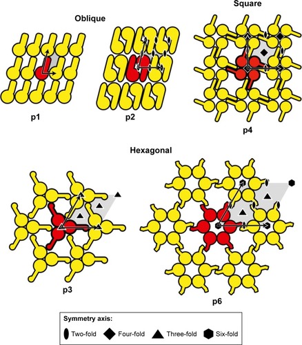 Figure 2 Schematic drawing of various Slp lattice morphologies containing oblique (p1, p2), square (p4), or hexagonal (p3, p6) symmetries.Notes: Reproduced from Sleytr UB, Schuster B, Egelseer EM, Pum D. S-layers: principles and applications. FEMS Microbiol Rev. 2014;38(5):823–864. Creative Commons license and disclaimer available from: http://creativecommons.org/licenses/by/4.0/legalcode.Citation6