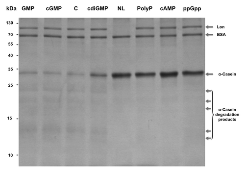 Figure 3. Phosphate molecules inhibit Lon’s activity. Casein (6.68 µM) was incubated with Lon (0.19 µM) with 850 µM of GMP, cGMP, c-di-GMP, polyP, cAMP, or ppGpp. Lane C: no phosphate molecule with casein and Lon. Lane NL: no Lon with casein. Samples were incubated for 3 h at 37 °C. BSA (0.68 µM) was added to each reaction.