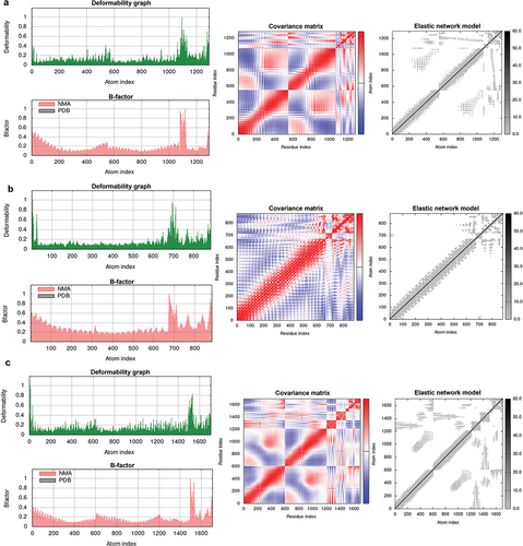Figure 3. The analysis of internal vibrational modes, conformational changes, and correlations within the docked complexes TLR2-BD3-12P (a), TLR3-BD3-12P (b), TLR4-BD3-12P (c).