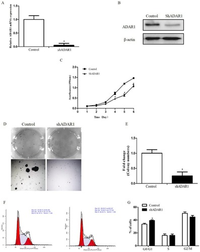 Figure 2 Silence of ADAR1 in AML cell line inhibits the proliferation of K562 cells. (A) The transfection efficiency of adenoviral vectors were measured by qPCR. (B) The transfection efficiency of adenoviral vectors were measured by Western Blot. (C) The effects of ADAR1 knockdown on cell proliferation in K562 cells measured by MTT assay. (D) The effects of ADAR1 knockdown on colony formation capacity of K562 cells. The same amounts of related cells were plated into a 6-well plate. Cell colonies were stained and counted after two weeks. (E) Summarized data of the colony formation assay. (F) The effects of ADAR1 knockdown on cell cycle of K562 cells measured by flow-cytometry assay. (G) Summarized data of the cell cycle analysis. All the above experiments were repeated at least three times. The data represents mean ± SD of three independent experiments. *P<0.05.