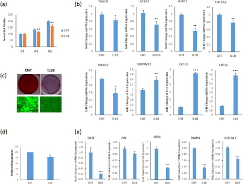 Figure 5. Recombinant IL-1β suppresses osteoblastic differentiation of hBMSC+Bone cells. (a) Cell viability measured using Alamar blue assay on days 1, 4 and 6 for hBMSC+Bone cells in the presence or absence (control, ‘CNT’) of recombinant interleukin 1 beta (IL-1β, 10 ng/mL). (b) qRT-PCR performed for TGFβ responsive genes including TAGLN, ACTA2, BMP2, COL1A2, SMAD2 and SERPINB2, in addition to CXCL3 and CXCL6 for hBMSC+Bone cells in the presence or absence of IL1β. The expression of each target gene was normalized to the expression of GAPDH. Data are shown as mean values ± SD of three independent experiments, *p < 0.05; **p < 0.005, ***p < 0.0005. (c) hBMSC−Bone cells were induced for osteoblast differentiation using standard protocol described in the methods. The upper panel shows mineralized matrix formation visualized by Alizarin Red S staining. The lower panel shows fluorescent mineralized matrix formation visualized by OsteoImage staining (20× magnification). (d) Quantification of mineralized matrix formation for hBMSC+Bone cells in the presence or absence of IL-1β is shown. Data are presented as relative mineralization ± SD from three independent experiments, n = 9; ***p < 0.0005. (e) qRT-PCR quantification of osteogenic markers: OCN, ON, OPN, BMP4 and COL1A1 mRNA expression preformed on hBMSC+Bone cells in the presence or absence of IL-1β and exposed to osteogenic differentiation medium. The expression of each target gene was normalized to GAPDH. Data are presented as the means ± SD from three independent experiments, n = 9; *p < 0.05; **p < 0.005, ***p < 0.0005.