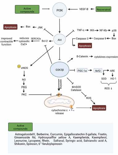 Figure 2. The regulatory effects of natural compounds on the PI3K/Akt/GSK3β signaling pathway. Ischemia-reperfusion in cardiomyocytes induces apoptosis, and some natural products enhance cell survival through PI3K/Akt/GSK3β regulation (phosphorylation). Akt, Ak strain transforming; ARE, antioxidant response element; BAX, Bcl2‐associated X protein; Bcl‐2, B-cell lymphoma 2; eNOS, endothelial nitric oxide synthase; GSK3β, glycogen synthase kinase 3 beta; HO-1, heme oxygenase-1; IKK, IκB kinase; JNK, c-Jun N-terminal kinase; mPTP, mitochondrial permeability transition pore; NF-κB, nuclear factor kappa-light-chain-enhancer of activated B cells; Nrf2, nuclear factor erythroid 2-related factor; NO, Nitric oxide; PGC‑1α, peroxisome proliferator‑activated receptor γ coactivator‑1α; PI3K, Phosphoinositide 3-kinases; PKC, Protein kinase C; PKG, protein kinase G; ROS, reactive oxygen species; TNF-α, tumor necrosis factor-alpha; VEGF-B, vascular endothelial growth factor B.