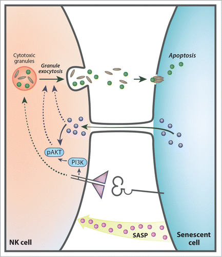 Figure 1. Senescent cells communicate with NK cells by multiple mechanisms. Senescent cells influence NK cells by (i) senescent associated secretory phenotype (SASP); (ii) specific receptor ligand interactions; (iii) cytoplasmic bridges. These diverse mechanisms trigger PI3K and p-AKT pathways, resulting in activation of the granule exocytosis in the NK cells and elimination of the senescent target cells by activation of apoptosis.