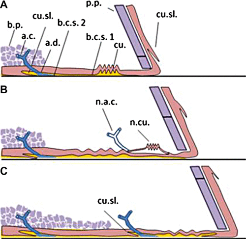 Figure 8. Illustration of the growing barnacle periphery, detailing the interface development as observed and interpreted through multiple analytical techniques described in the text. Callouts are: base plate (b.p.), adhesive capillary (a.c.), adhesive duct (a.d.), cuticular slip (cu.sl.), parietal plate (p.p.), cuticle (cu.), barnacle cement secretion 1 (b.c.s.1), barnacle cement secretion 2 (b.c.s.2), new adhesive capillary (n.a.c.), new cuticle (n.cu.).