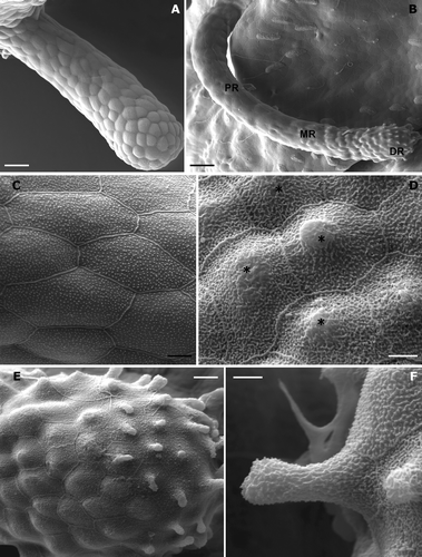 Figure 2. Triturus italicus balancers as seen under the SEM. A, balancer at stage 32 of Gallien and Bidaud; the epithelial surface is formed by polygonal pavement cells (bar = 50 µm). B, balancer at stage 38 of Gallien and Bidaud; note the epithelial surface differentiation (PR = proximal region; MR = median region; DR = distal region; bar = 40 µm). C, a higher magnification showing the rather clear margins of pavement cells and the presence of numerous microridges (bar = 5 µm). D, a higher magnification of the median region: the pavement cells appear to be covered by mucus (*) in the central portion of the cells (bar = 4 µm). E, a higher magnification of the apical portion: numerous secretory cones can be recognized (bar = 10 µm). F, secretory cone; each secretory cone appears to have originated from a single pavement cell (bar = 3 µm).
