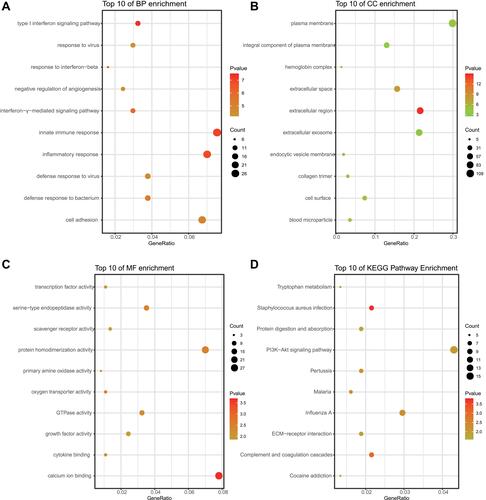 Figure 2 Functional enrichment analysis of common DEGs. (A–D) represent results of BP, CC, MF, and KEGG pathway analyses of DEGs, respectively.