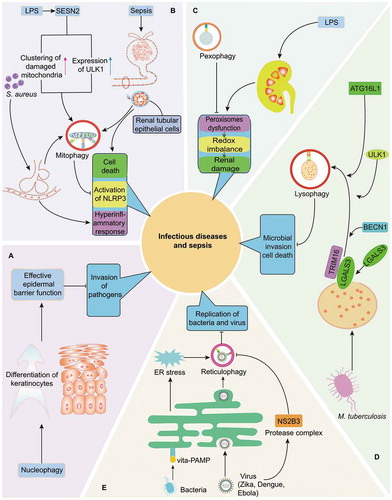 Figure 2. Quality control of multiple organelles through organelle-specific autophagy in infection and sepsis. (A) Nucleophagy is critically involved in preventing the invasion of pathogens by maintaining the integrity of epidermal barrier. (B) As initiated by LPS induced SESN2 upregulation, S. aureus-induced pneumonia as well as sepsis-related renal dysfunction, mitophagy is essential for the balance of inflammatory response and survival of cells in infection or septic challenge by limiting persistent NLRP3 inflammasome activation and eliminating damaged mitochondria respectively. (C) Induction of pexophagy attenuates LPS-mediated renal damage by restoring dysfunction of peroxisomes and redox imbalance. (D) Induction of lysophagy reportedly limits the invasion of intracellular M. tuberculosis in LGALS3- and TRIM16-dependent pathways, accompanied with recruitment of core autophagy proteins, including BECN1, ULK1 and ATG16L1. (E) Reticulophagy can promote the elimination of bacteria and virus via following mechanisms: resolving ER stress under exposure of Gram-positive bacteria and directly limiting replication of Zika, Dengue, and Ebola viruses. However, reticulophagy can be suppressed by NS2B3, a virus protease complex that may cleave RETREG1 within RHD domain