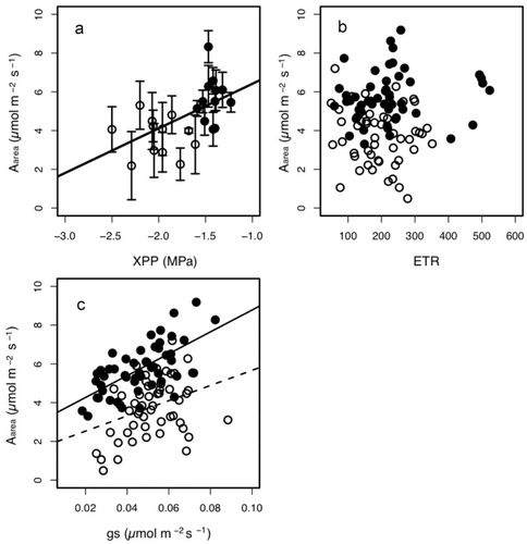 FIGURE 4. Relationships between (a) the net photosynthetic rate per area in the field (in situ Aarea ) and the xylem pressure potential (XPP); (b) the in situ Aarea and electron transport rates (ETR); and (c) the in situ Aarea and stomatal conductance (gs ) of one-year-old needles at the wind-exposed site (Display full size) and the wind-protected site (Display full size). The in situ Aarea at high light (>500 µmol m-2 s-2) with a high leaf temperature (>20 °C) is shown. The regression lines (bold line: pooled; dashed line: the wind-exposed site; and solid line: the wind-protected site) are shown where the effect of the independent variables was significant (P < 0.05) in the GLM analysis.