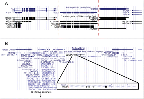 Figure 1. The genomic region surrounding UBE3A is not syntenic between flies and humans. Images from the UCSC genome browser (http://genome.ucsc.edu/) for the 10 kb region surrounding Dube3a in flies (A) and 1 Mb surrounding UBE3A in humans (B; note: the SNORD cluster has been truncated). In flies, there is no cluster of snoRNAs or the presence of SNURF/SNRPN upstream or downstream of Dube3a. There is also no RNA transcript that overlaps with Dube3a (A; red bars). In humans, note the presence of SNHG14 (UBE3A-AS) that overlaps with UBE3A transcript (B, boxed region).
