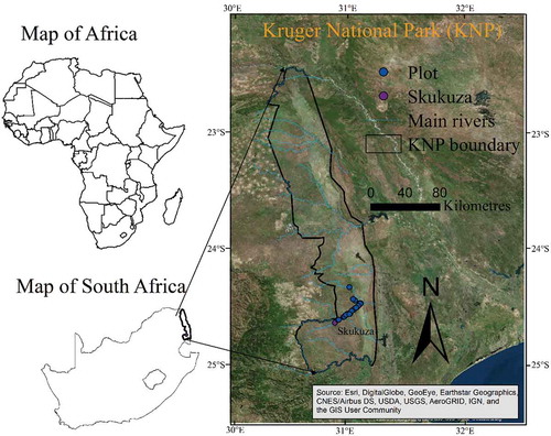Figure 1. Location of the study area of Kruger National Park in South Africa and its main river courses overlaid on high-resolution Google imagery. The blue circles indicate the field plot locations collected in 2015.