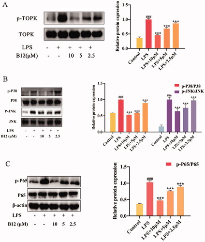 Figure 6. Compound B12 suppressed LPS-induced MAPK and NF-κB activation. (A) Compound B12 inhibited phosphorylation of TOPK. (B) Compound B12 inhibited phosphorylation of JNΚ and p38. (C) Compound B12 inhibited phosphorylation p65. Cells were treated with LPS (0.5 μg/mL) for 30 min. The results were showed as means ± SD (n = 3). ###p < 0.001 compared with LPS unstimulated cells; ***p < 0.001 compare with LPS-stimulated cells.