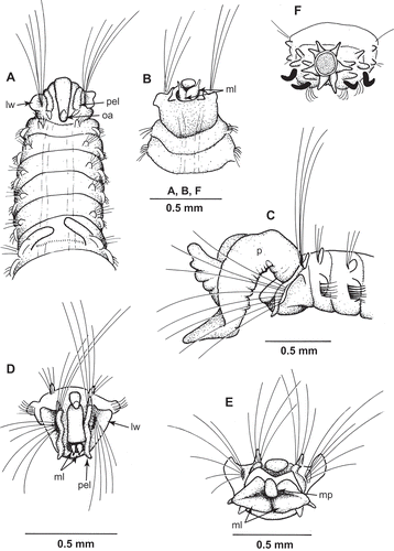 Figure 1. Uncispio reesi n. sp. (A, B: NMWZ.2005.014.0088; C, F: NMWZ. 2005.014.0086; D: NMWZ.2005.014.000087; E: NMWZ.2005.014.0091). (A) Anterior end, dorsal view, notochaetae of chaetiger omitted; (B) anterior end, ventral view; (C) holotype, anterior end, lateral view; (D) head, frontal view; (E) head, proboscis everted; (F) posterior end, terminal view. Abbreviations: ml, mouth lobe(s); mp, medio-dorsal pad; oa, occipital antenna; p, palp; pel, peristomial lobe; lw, lateral wing.