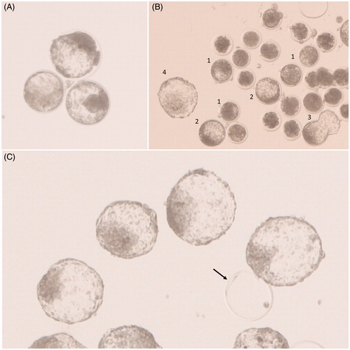 Figure 2. In vitro-produced bovine embryos day 8 after fertilisation. (A) Expanded blastocysts. (B) Mix of blastocysts, embryos in earlier developmental stages, and non-fertilised oocytes (1: blastocysts; 2: expanded blastocysts; 3: hatching blastocyst, 4: hatched blastocyst). (C) Hatched blastocysts of good quality. The arrow indicates an empty zona pellucida after hatching.