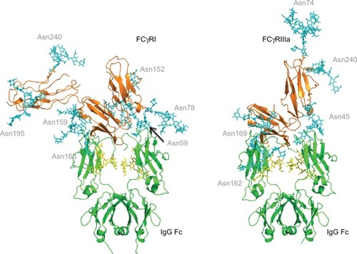 Figure 3 FcγR–IgG complexes with modeled N-glycans show complexity of glycosylation and the potential roles of glycans in the binding interaction with IgG.Notes: The Asn 162 glycan of FcγRIIIa has been shown to form carbohydrate–carbohydrate interactions with the bi-antennary glycan of IgG.Citation40 This asparagine residue is at the binding interface with IgG. FcγRI does not have a glycan in this position but does have glycans near the binding site such as Asn 78 (Asn 162 in FcγRIIIa), which is structurally conserved in each of the FcγRs. The glycan compositions modeled onto each N-glycosylation site for each FcγR are named according to the oxford notation (see https://glycobase.nibrt.ie/glycobase/show_nibrt.action)Citation86 and are as follows: FcgRI: Asn 59 (Man 5), Asn 78 (FA2G2S1), Asn 152 (FA2GN2S2), Asn 159 (Man 6), Asn 163 (FA2G2), Asn 195 (FA2G1GN1), Asn 240 (FA2BG2). FcgRIIIa: Asn 38 (FA2G2S1), Asn 45 (FA2G2), Asn 74 (FA4G4S4), Asn 162 (FA2G2), Asn 169 (FA2BG2). PDB accession numbers used to build the models were as follows: FcgRI: 4×4m, FcgRIIIa: 3ay4.Abbreviations: FcγR, Fc gamma receptor; IgG, immunoglobulin G.