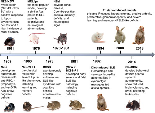 Figure 1. Progression and key manifestations of animal lupus models: a timeline overview.