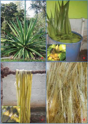 Figure 1. (A) Furcraea selloa K.Koch plant, (b) leaf under microbial degradation, and (c & d) separated fiber.