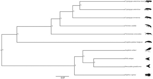 Figure 1. Bayesian phylogenetic tree of Cryptopygus antarcticus travei and nine other species (>69 identity) (five springtail species and four hexapod species). The following species and GenBank accession numbers used for the phylogenetic analysis are as follows: Cryptopygus antarcticus travei (MK433191), Cryptopygus antarcticus (NC_010533), Cryptopygus terranovus (NC_037610), Folsomia candida (KU198392), Folsomotoma octooculata (NC_024155), Gomphiocephalus hodgsoni (NC_005438), Anopheles arthuri (NC_037806), Delia antiqua (NC_028226), Simosyrphus grandicornis (NC_008754), and Elaphrus cupreus (KX087286). All the nodes on the tree are supported by a posterior probability of 1.