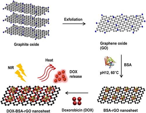 Figure 11 Schematic representation of the synthesis of DOX-BSA-rGO as a light sensitive drug delivery system for chemo-photothermal therapy.