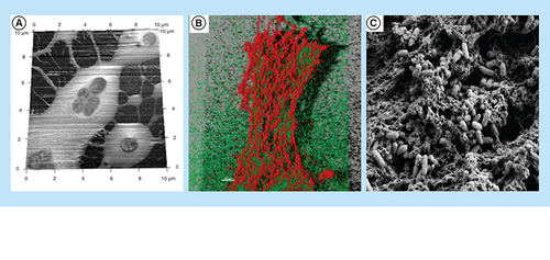 Figure 4.  Extracellular polysaccharides in Escherichia coli and Pseudomonas aeruginosa. (A) Atomic force microscopy image of alginate in P. aeruginosa FRD1. (B) Confocal laser scanning microscopy image of Psl in hydrated P. aeruginosa PAO1. (C) SEM image of Pel in P. aeruginosa PA14.SEM: Scanning electron microscopy.Reproduced from [Citation31].