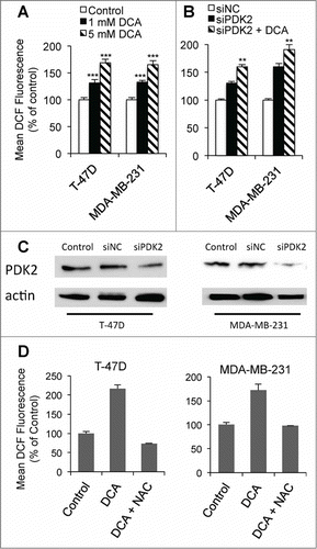 Figure 2. DCA increases ROS. (A) ROS levels after 24 hr DCA treatment in T-47D and MDA-MB-231 cells. (B) ROS levels 24 hr after PDK2-kd +/− 1 mM DCA. (C) Representative protein gel blots of PDK2 protein levels 48 hr post-transfection with siPDK. (D) ROS levels after 24 hr 5 mM DCA treatment +/− 10 mM N-acetylcysteine (NAC). **P < 0.01 vs siPDK2; ***P < 0.001 vs control.