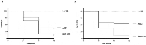 Figure 6. Attenuation of Sbi- and SpA-deficient S. aureus strains in the G. mellonella infection model. (a) Survival curves of G. mellonella larvae (n = 30) inoculated with 2.5 × 106 CFUs of S. aureus strain USA 300 or the isogenic sbi mutant strain. (b) Survival curves of G. mellonella larvae (n = 30) inoculated with 2.5 × 106 CFUs of S. aureus strain Newman or the isogenic spa mutant strain. Larval survival was assessed at 24, 48 and 72 h post infection. The statistical significance of the observed differences in the larval survival was assessed using a Wilcoxon test (Δsbi versus USA 300, P = 0.0484; Δspa versus Newman, P = 0.0068).