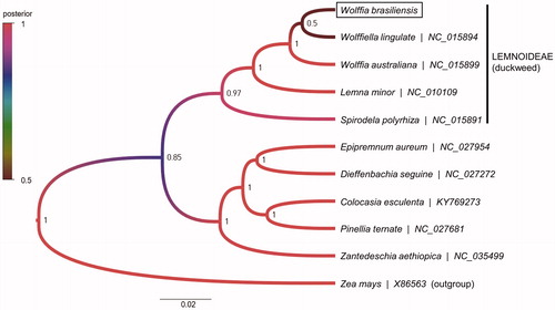 Figure 1. Bayesian phylogenetic tree of family Araceae from chloroplast DNA data (56 protein-coding genes) by BEAST v1.10.4. Nodal support values are given as Bayesian posterior probability. The CpREV + G + I model was the best-fit model of protein evolution as suggested by ProtTest v3.4.2 (Darriba et al. Citation2011). The position of Wolffia brasiliensis (Genbank accession no. MN850406) is shown in a box.
