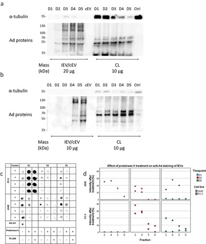 Figure 9. Viral proteins are expressed both on the exterior and interior of IEVs. (a and b) Ad proteins associated with PC-3 (a) and A549 (b) IEVs and cell lysates (CL) were blotted with a polyclonal anti-Ad antibody. Western blots of α-tubulin are presented for comparison as a housekeeping protein. Overall, the band intensities of Ad proteins increased along the progression of the infection without changes in pattern, also in CLs when compared to α-tubulin. In contrast to CLs, IEVs were enriched in proteins of approximately 130 and 110 kDa, corresponding to Ad hexon. (c and d) Dotblot assessment of Ad proteins on the surface of IEVs. IEV fractions 3–6 from time points D1, D3 and D5 were treated with proteinase K to determine the relative loss of signal from polyclonal anti-Ad antibody binding due to proteolytic cleaving of Ad proteins bound to the external surface of IEVs. A control with Triton X-100 was also used with proteinase K to establish the background signal, when complete cleavage of samples had occurred. In all of the samples, a reduction of signal was achieved with proteinase K treatment, with representative blots shown in c and the remaining intensity after proteinase K treatment (without Triton X-100) of each individual sample set presented in d. In a–d, representative blots of two separate experiments are shown. In c and d, only one replicate of A549 D1 samples was analysed, as the second replicate did not produce a sufficient signal for analysis without proteinase K treatment. Additionally, non-treated PC-3 D1 samples produced a very low signal below the background caused by proteinase K treatment. These samples were estimated at complete loss of signal based on the similar signal intensities from proteinase K with and without Triton X-100.
