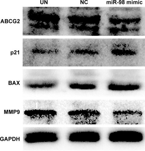 Figure 5 Intracellular expression level changes of ABCG2, MMP9, p21, and BAX after K562/A02 cells were transfected with miR-98 mimic.