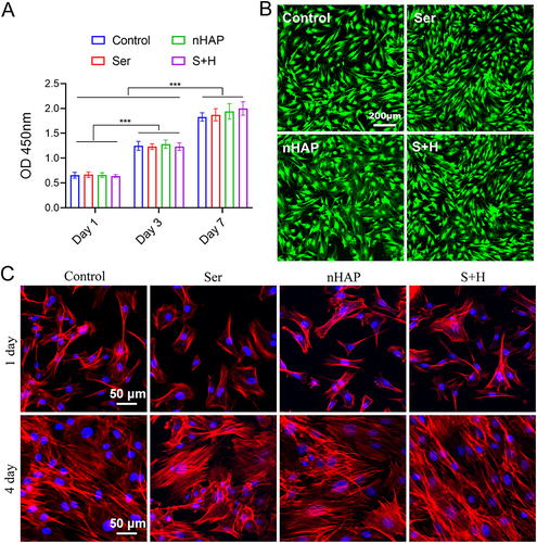 Figure 2 Biocompatibility properties of hydrogels. (A) The proliferation of BMSCs cultivated on various hydrogels for 1, 3, and 7 days. (B) The viability of BMSCs cultured with various hydrogels for 3 days was assessed by the live/dead staining. (C) The attachment of BMSCs seeded on the corresponding hydrogel after 1 and 4 days was exhibited in immunofluorescence images. Nuclei, blue; Cytoskeleton red. (***p < 0.001).