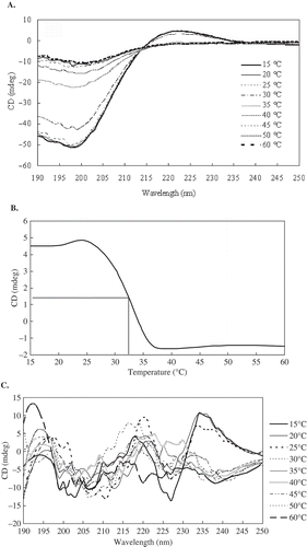 FIGURE 6 (a) CD spectra of the EDTA-PSC treated at different temperatures; (b) Temperature effect on the CD spectra at 223 nm of EDTA-PSC; (c) CD spectra of the HCl-PSC treated at different temperatures.
