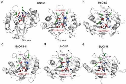 Figure 7. Key residues of DNaseI, HdCdtB, EcCdtB, AaCdtB, and StyCdtB. Structures of bovine DNase I (PDB: 2DNJ) (a), HdCdtb (PDB: 1SR4) (b), EcCdtb-II (PDB: 2F1N) (c), AaCdtb (PDB: 2F2F) (d), and StyCdtb (PDB: 4K6 L) (e). Catalytic (red), metal-binding (blue), and DNA binding (green) residues in their active site are indicated. Dotted circles are the catalytic histidine-partner amino acid hydrogen bonds, as well as the counterpart amino acid residues comparable to DNase I E78 that forms a hydrogen bond with H134. HdCdtb, Haemophilus ducreyi CdtB. EcCdtb. Escherichia coli CdtB. AaCdtb, Aggregatibacter actinomycetemcomitans. StyCdtb, Salmonella enterica subsp. enterica serovar Typhi CdtB. See also Supplemental Figure 1. Figures are prepared using PyMOL. Bovine DNase I was used because of its structure complexed with DNA (PDB: 2DNJ).