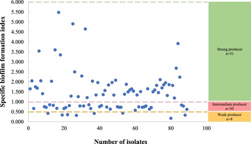 Figure 1. Specific biofilm formation index of all MRSA isolates.