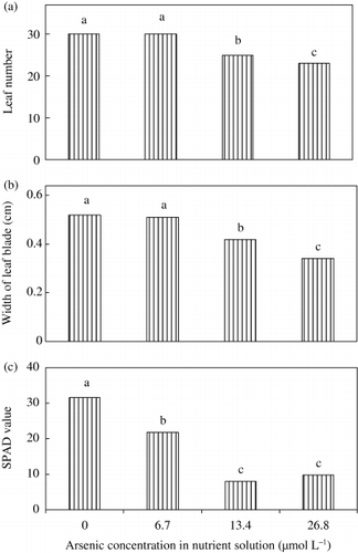 Figure 1  (a) Leaf number, (b) width of leaf blade and (c) SPAD value of fully developed young leaves (fifth) of rice seedlings with different levels of As. Bars with different letters are significantly different (P < 0.05) according to a Ryan–Einot–Gabriel–Welsch multiple range test.